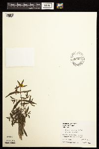 Bidens tripartita image