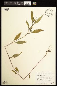 Bidens tripartita image