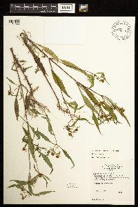 Bidens connata image