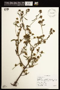 Bidens connata image