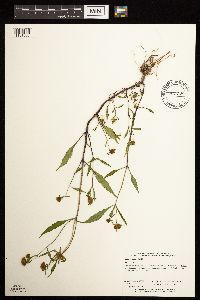 Bidens connata image