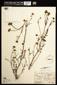 Bidens connata image