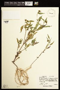 Bidens connata image