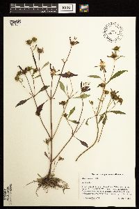 Bidens connata image