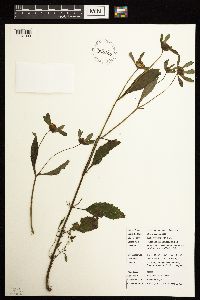 Bidens connata image