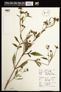Bidens connata image
