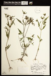 Bidens connata image