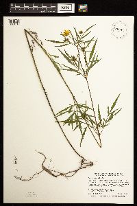 Bidens trichosperma image