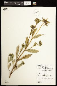 Bidens tripartita image