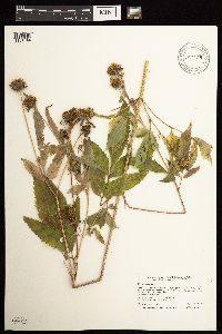 Bidens vulgata image