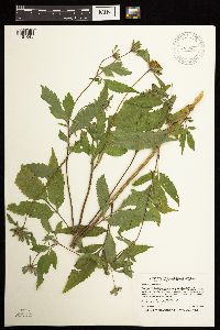 Bidens vulgata image