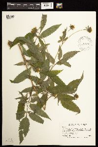 Bidens vulgata image