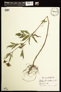 Bidens vulgata image