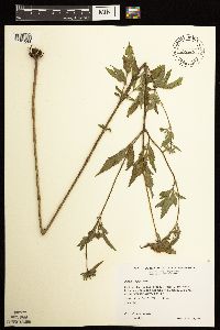 Bidens vulgata image