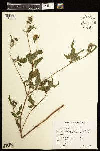 Bidens vulgata image