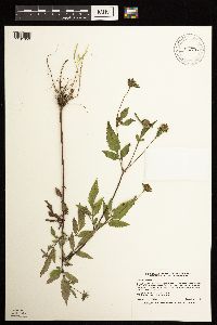 Bidens vulgata image