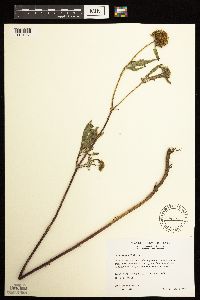 Bidens vulgata image