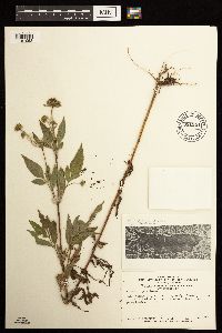 Bidens vulgata image