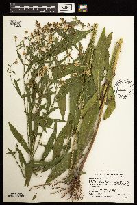 Boltonia asteroides image