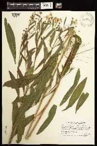 Boltonia asteroides image