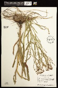 Boltonia asteroides image