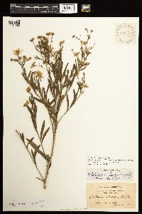 Boltonia asteroides image