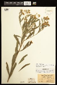 Boltonia asteroides image