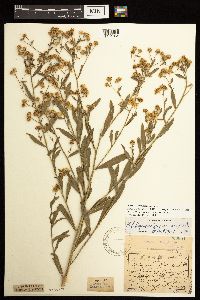 Boltonia asteroides image