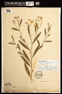 Boltonia asteroides image