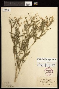 Boltonia asteroides image