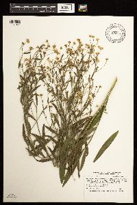 Boltonia asteroides image