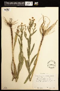 Boltonia asteroides image