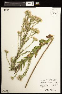 Brickellia eupatorioides image