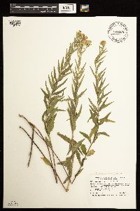Brickellia eupatorioides image