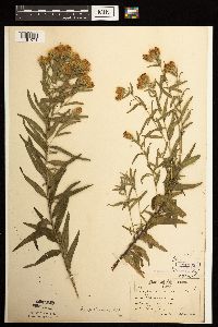 Brickellia eupatorioides image