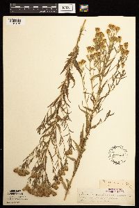 Brickellia eupatorioides image