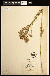 Brickellia eupatorioides image