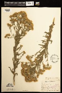 Brickellia eupatorioides image