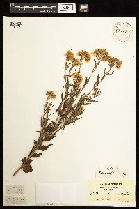 Brickellia eupatorioides image