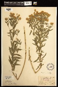 Brickellia eupatorioides image