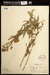 Brickellia eupatorioides image