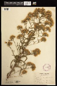 Brickellia eupatorioides image