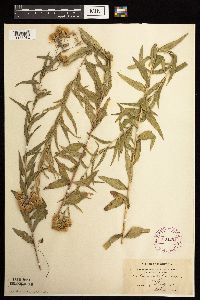 Brickellia eupatorioides image