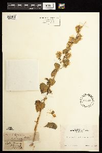 Brickellia californica image