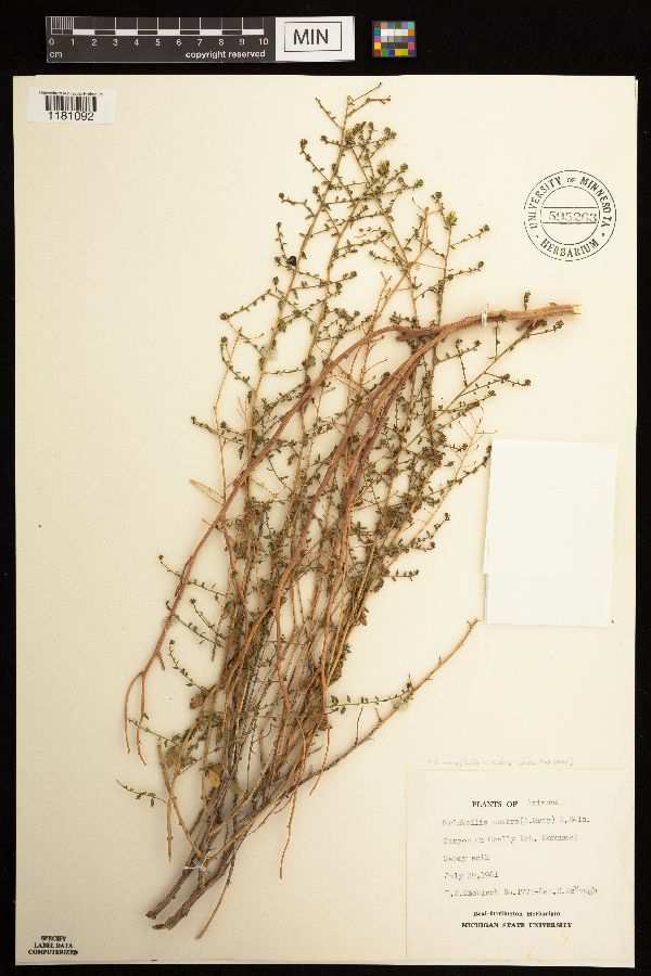 Brickellia microphylla image