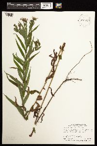 Canadanthus modestus image