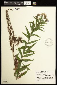 Canadanthus modestus image