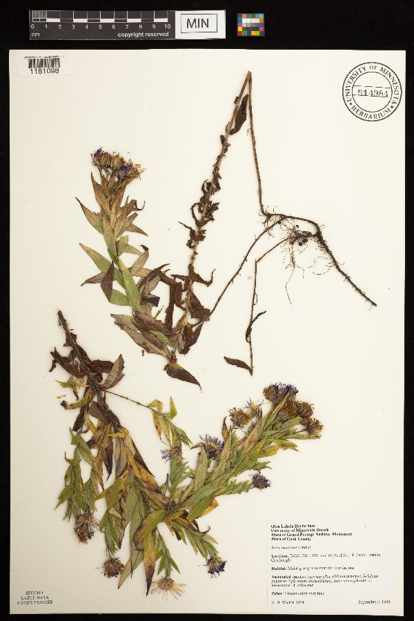 Canadanthus modestus image