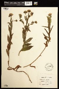 Canadanthus modestus image