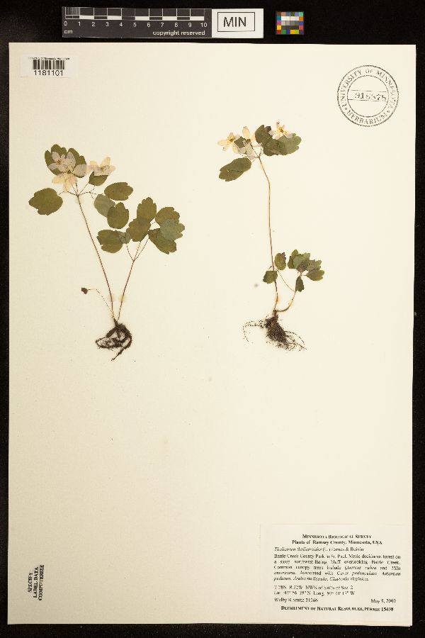 Thalictrum thalictroides image